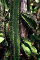 Strophocactus testudo