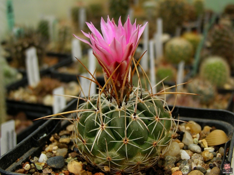 Файл:Thelocactus conothelos ssp. conothelos.jpg