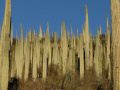 Cephalocereus columna-trajani