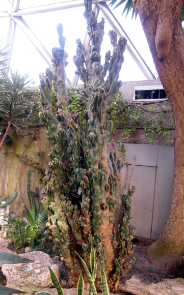Файл:Cereus repandus 85.JPG