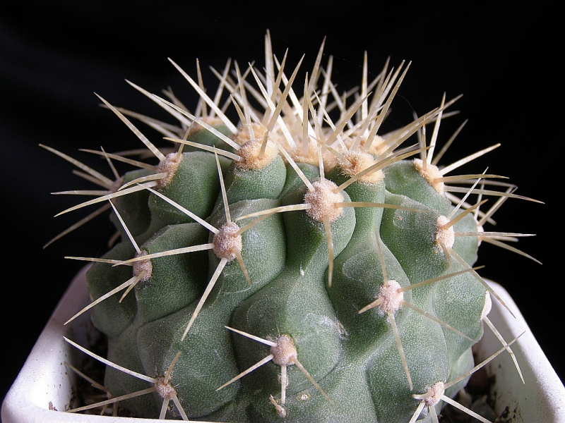 Файл:Copiapoa cinerea ssp. haseltoniana.jpg