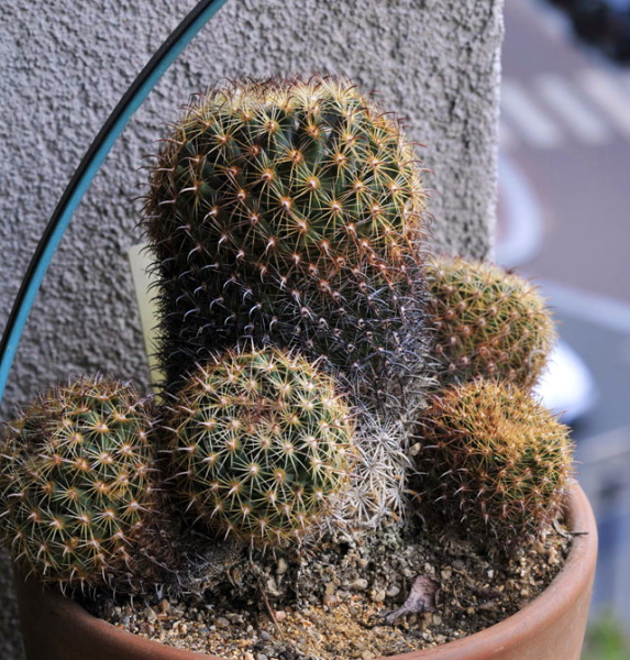 Файл:Coryphantha vaupeliana 3.jpg
