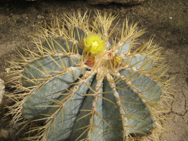 Файл:Ferocactus glaucescens 6.jpg