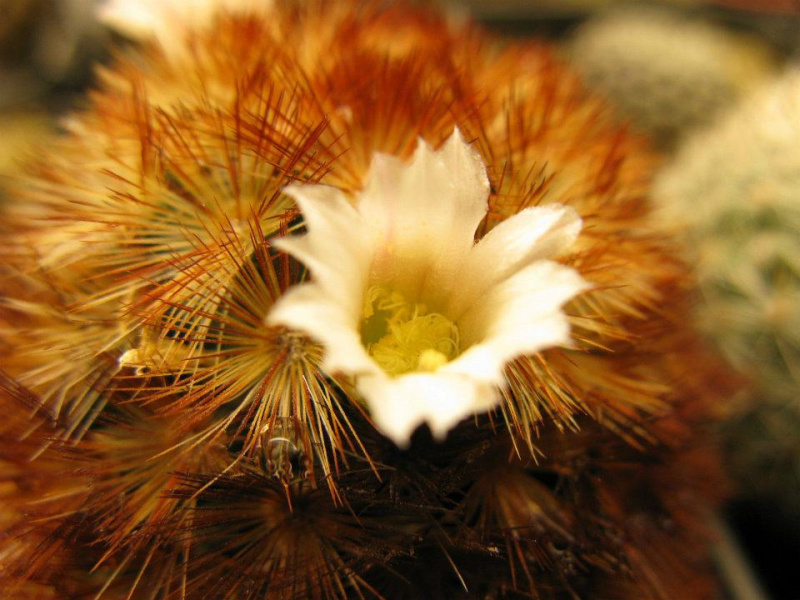 Файл:Mammillaria carmenae n.jpg