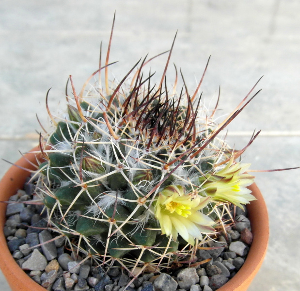 Файл:Mammillaria karwinskiana ssp. karwinskiana 3.JPG