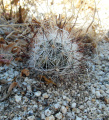 Mammillaria tetrancistra 2.JPG