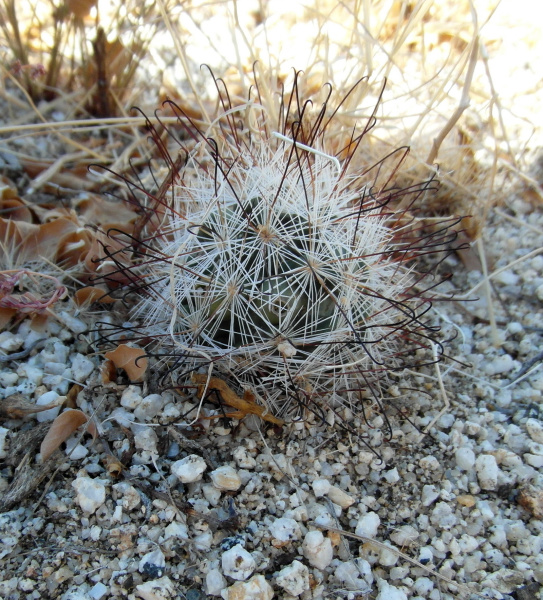 Файл:Mammillaria tetrancistra 2.JPG