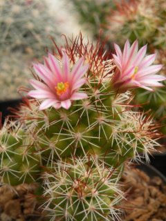 Mammillaria tonalensis 867.jpg