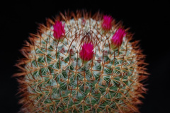 Mammillaria wiesingeri ssp. apamensis REP 910.jpg