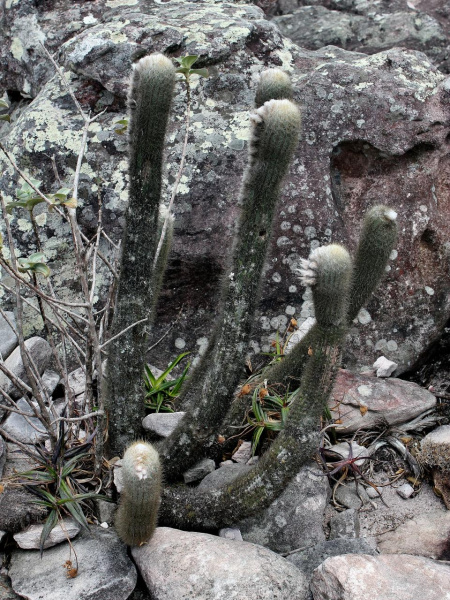 Файл:Micranthocereus purpureus 1.jpg