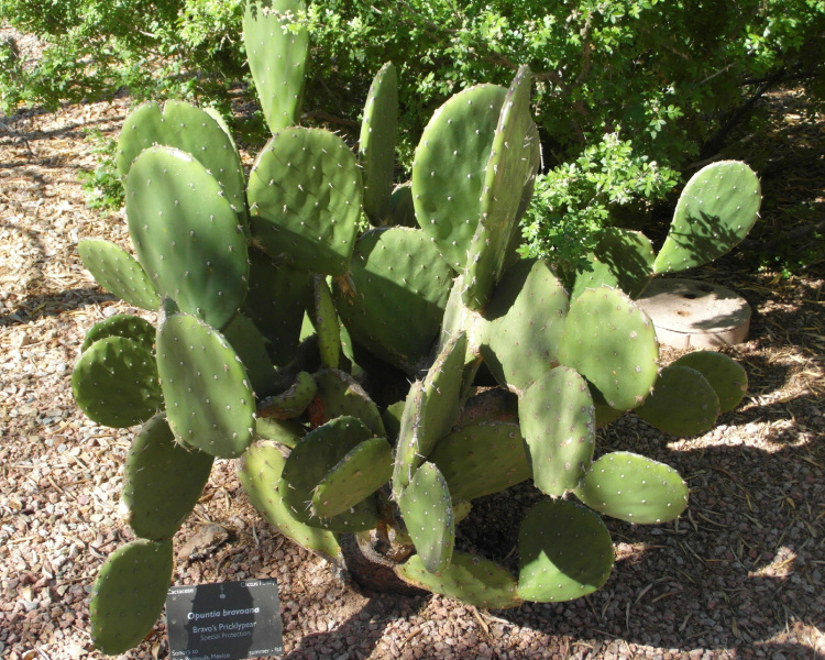 Файл:Opuntia bravoana 1.JPG