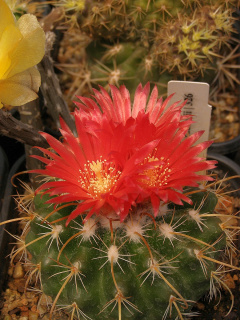 Parodia aureicentra 21.jpg