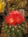 Parodia aureicentra