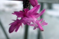 Schlumbergera opuntioides