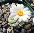 Strombocactus disciformis ssp. disciformis
