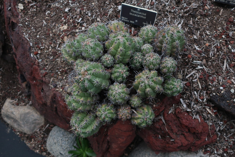 Файл:Thelocactus leucacanthus 2.jpg