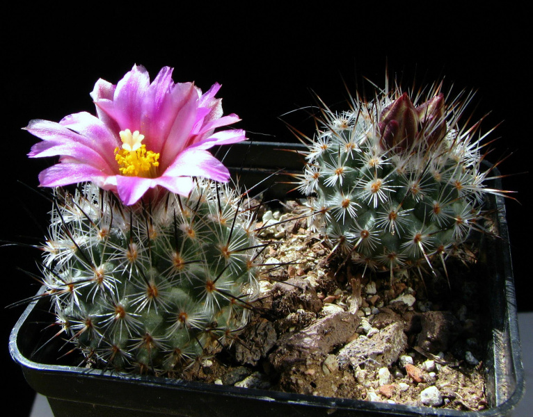Файл:Turbinicarpus subterraneus ssp. booleanus.jpg