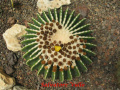 Echinocactus grusonii 11.jpg