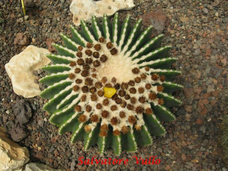 Файл:Echinocactus grusonii 11.jpg