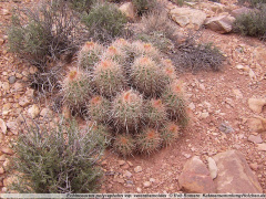 Echinocactus polycephalus ssp. xeranthemoides.jpeg