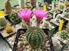 Echinocereus pulchellus ssp. pulchellus.jpg