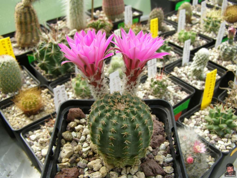 Файл:Echinocereus pulchellus ssp. pulchellus.jpg
