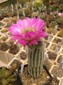 Echinocereus reichenbachii ssp. perbellus