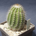 Echinocereus stoloniferus ssp. stoloniferus 1077.jpg
