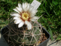 Gymnocalycium castellanosii ssp. castellanosii P 209