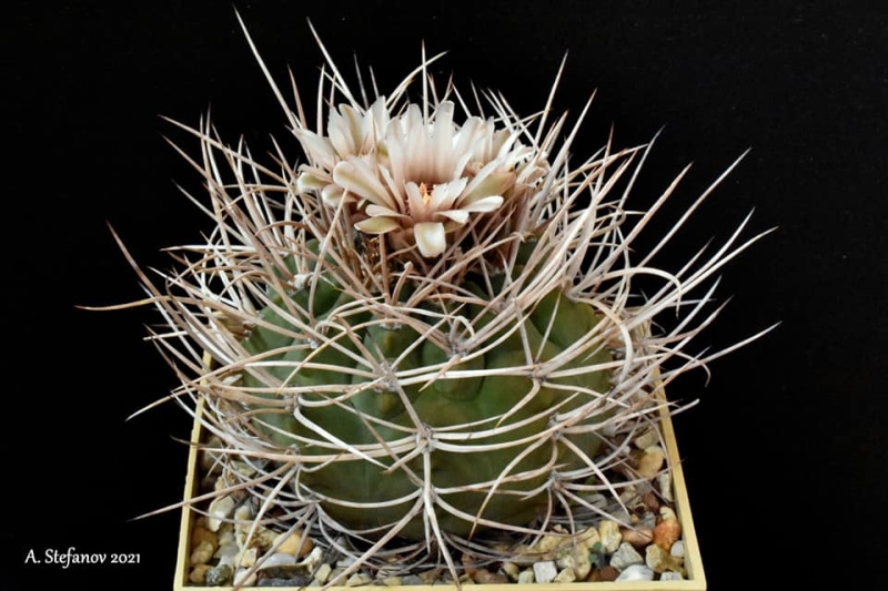 Файл:Gymnocalycium mazanense var. polycephalum.jpg