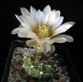 Gymnocalycium stellatum