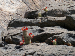 Mammillaria albicans fraileana 38.jpg