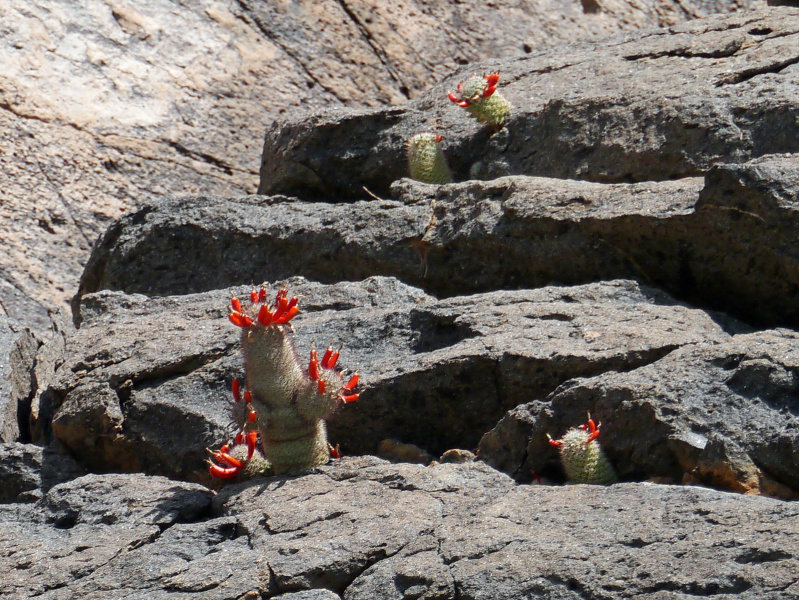 Файл:Mammillaria albicans fraileana 38.jpg