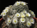 Mammillaria duwei 141.jpg