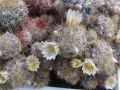 Mammillaria prolifera