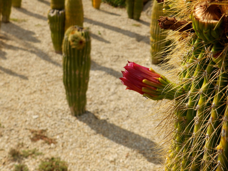 Файл:Neobuxbaumia polylopha 7 Amante.jpg