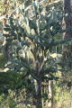 Opuntia tomentosa