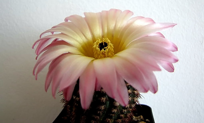 Файл:Parodia mueller-melchersii 5.jpg