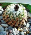 Turbinicarpus valdezianus
