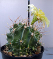 Thelocactus setispinus