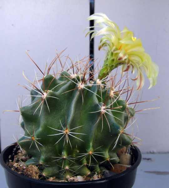 Файл:Thelocactus setispinus 5.JPG
