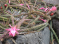 Disocactus flagelliformis
