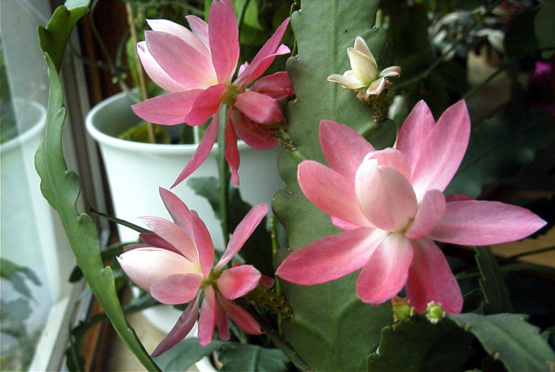 Файл:Disocactus phyllanthoides 2.jpg