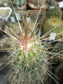 Echinocereus stramineus ssp. stramineus DJF 757