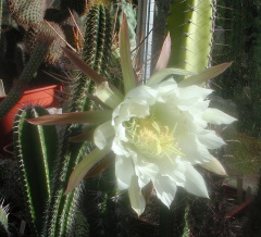 Echinopsis arboricola.jpg