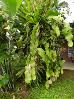 Epiphyllum grandilobum 2.jpg