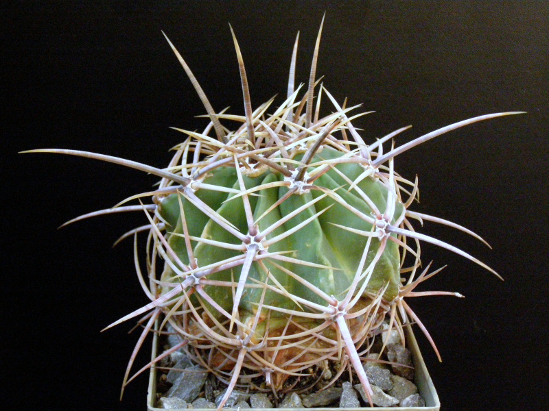Файл:Ferocactus histrix 3.JPG
