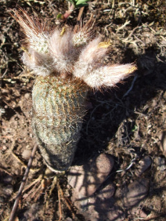 Frailea gracillima ssp. gracillima.JPG