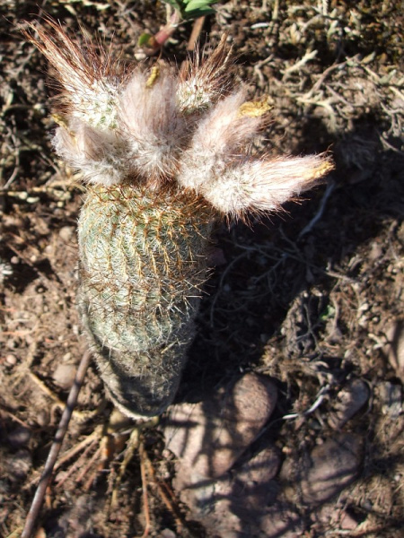 Файл:Frailea gracillima ssp. gracillima.JPG