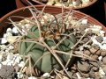 Gymnocalycium bayrianum P399